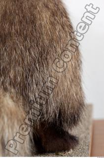 Badger tail photo reference 0006